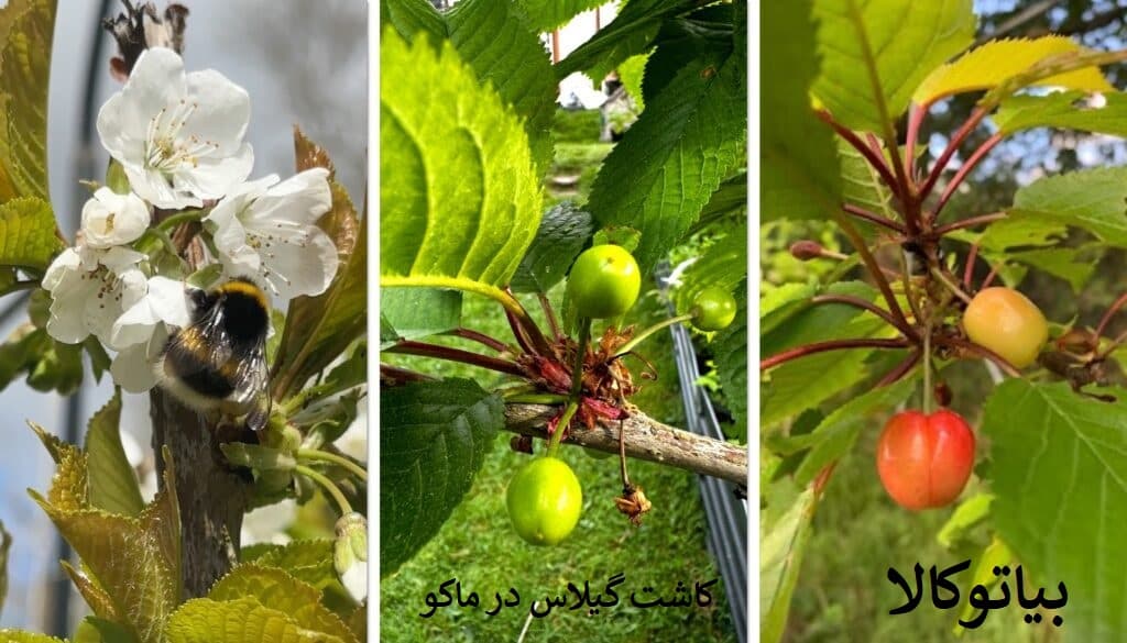 کاشت گیلاس در ماکو